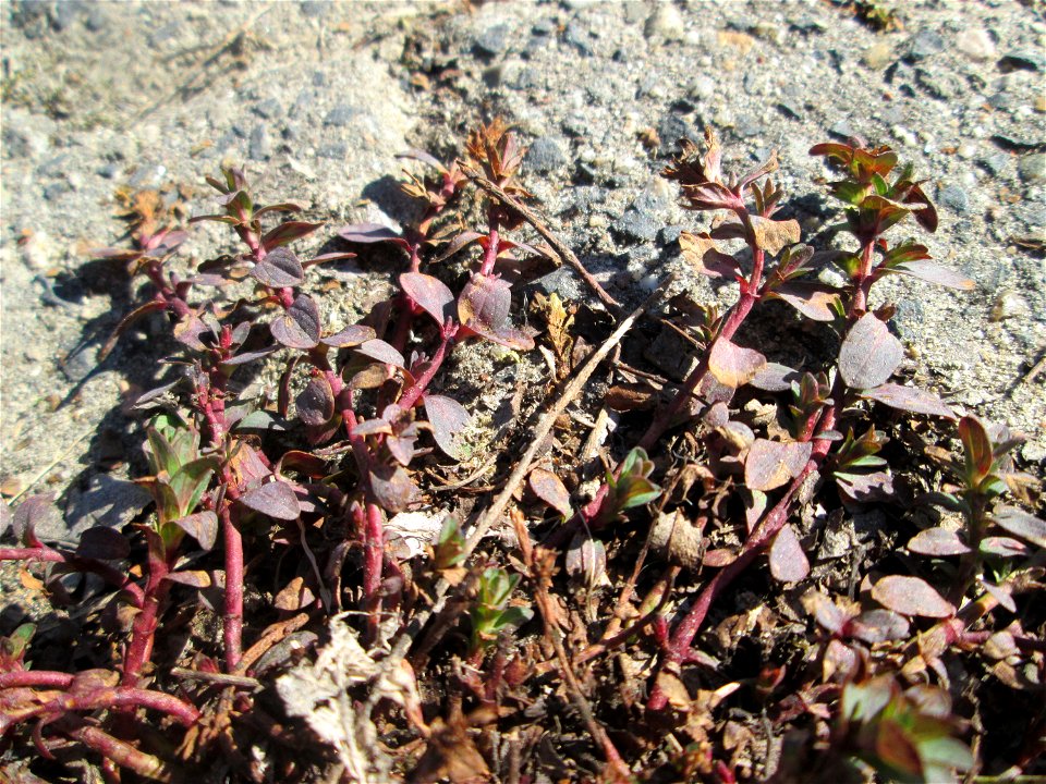 Breitblättriger Thymian (Thymus pulegioides) auf Steinplatten am Rheinufer beim Strandbad im Waldpark Mannheim