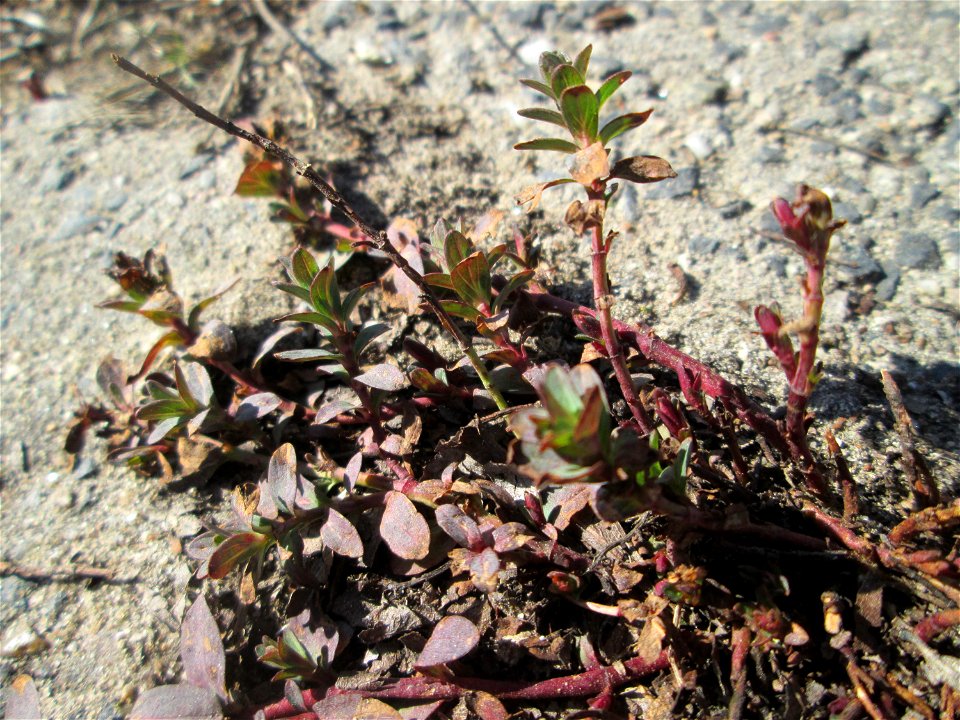 Breitblättriger Thymian (Thymus pulegioides) auf Steinplatten am Rheinufer beim Strandbad im Waldpark Mannheim