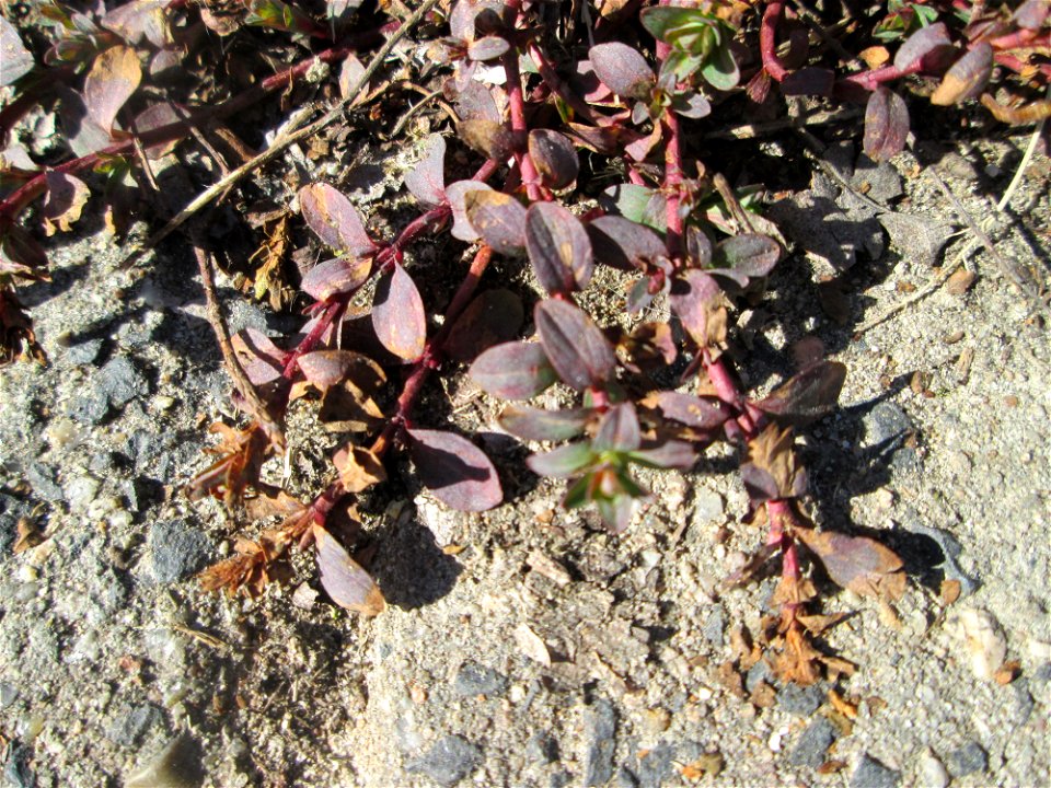 Breitblättriger Thymian (Thymus pulegioides) auf Steinplatten am Rheinufer beim Strandbad im Waldpark Mannheim