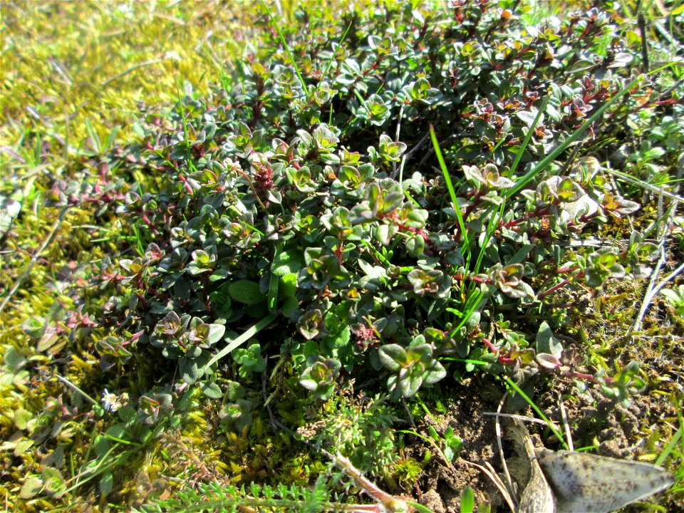 Breitblättriger Thymian (Thymus pulegioides) an der A620 in Alt-Saarbrücken