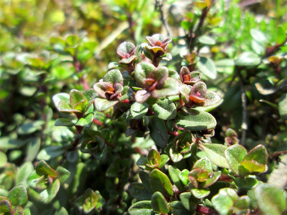 Breitblättriger Thymian (Thymus pulegioides) an der A620 in Alt-Saarbrücken