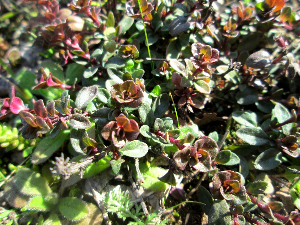 Breitblättriger Thymian (Thymus pulegioides) an der A620 in Alt-Saarbrücken