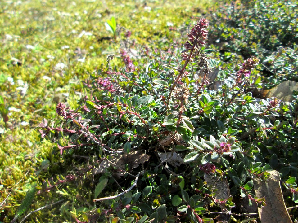 Breitblättriger Thymian (Thymus pulegioides) an der A620 in Alt-Saarbrücken