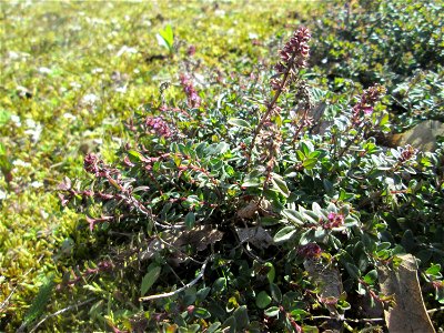 Breitblättriger Thymian (Thymus pulegioides) an der A620 in Alt-Saarbrücken