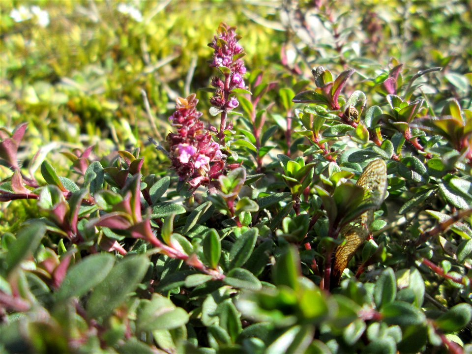 Breitblättriger Thymian (Thymus pulegioides) an der A620 in Alt-Saarbrücken