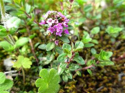 Breitblättriger Thymian (Thymus pulegioides) an der A620 in Alt-Saarbrücken