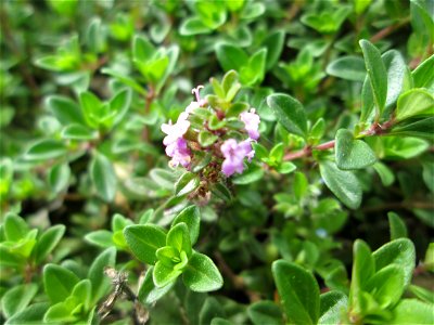 Breitblättriger Thymian (Thymus pulegioides) an der A620 in Alt-Saarbrücken photo