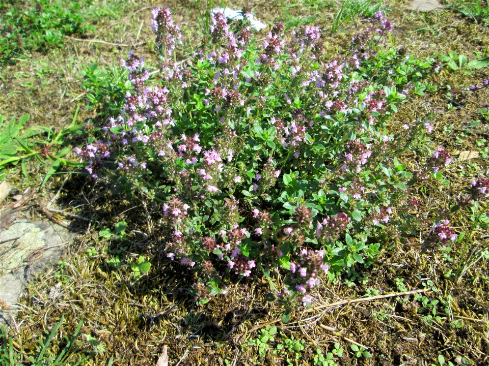 Breitblättriger Thymian (Thymus pulegioides) an der A620 in Alt-Saarbrücken