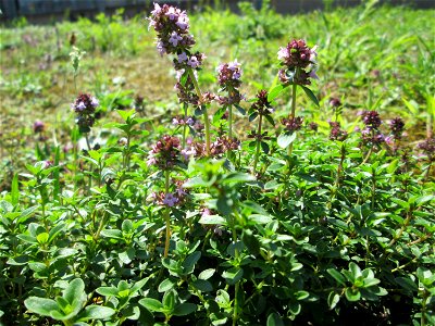 Breitblättriger Thymian (Thymus pulegioides) an der A620 in Alt-Saarbrücken photo