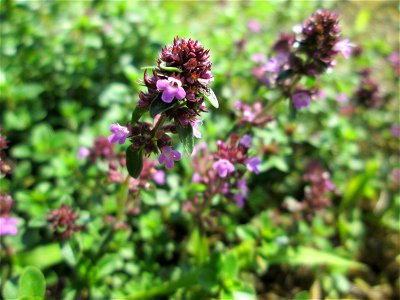 Breitblättriger Thymian (Thymus pulegioides) an der A620 in Alt-Saarbrücken