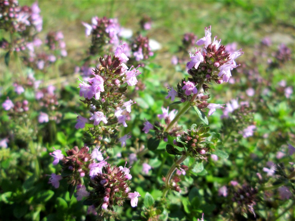 Breitblättriger Thymian (Thymus pulegioides) an der A620 in Alt-Saarbrücken