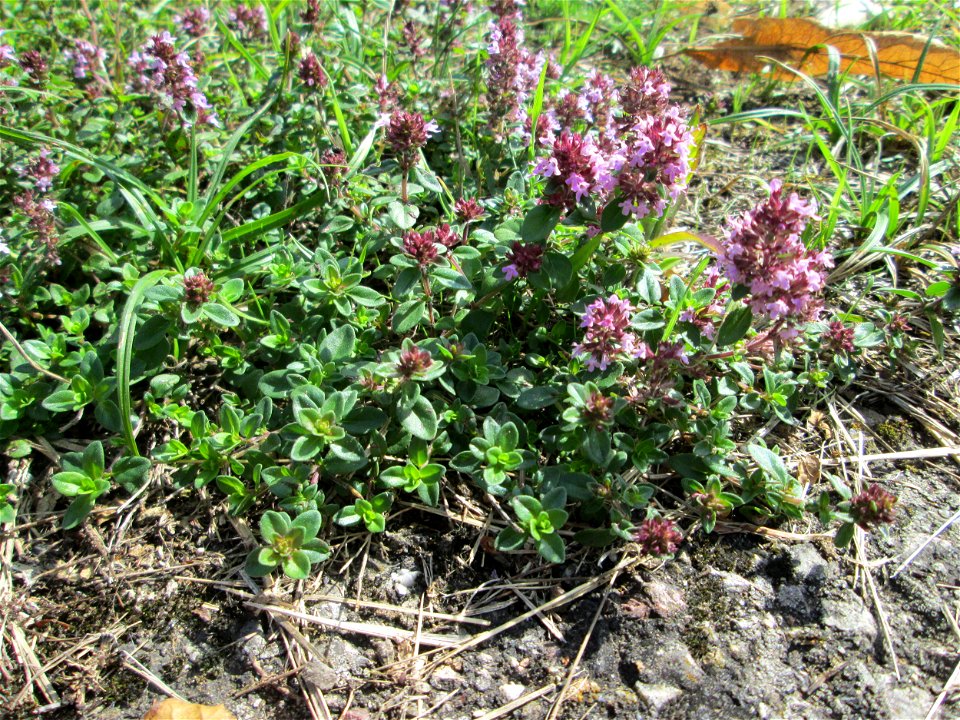 Breitblättriger Thymian (Thymus pulegioides) in Saarbrücken