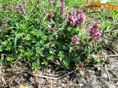 Breitblättriger Thymian (Thymus pulegioides) in Saarbrücken photo