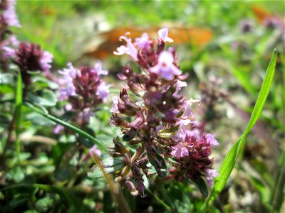 Breitblättriger Thymian (Thymus pulegioides) in Saarbrücken