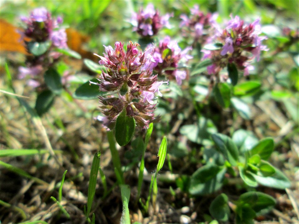 Breitblättriger Thymian (Thymus pulegioides) in Saarbrücken