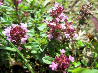 Breitblättriger Thymian (Thymus pulegioides) in Saarbrücken photo