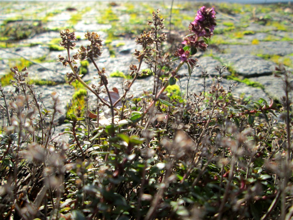 Breitblättriger Thymian (Thymus pulegioides) an der A620 in Alt-Saarbrücken