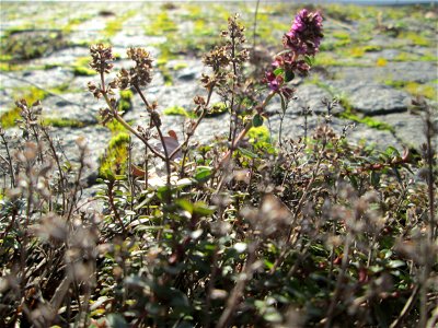Breitblättriger Thymian (Thymus pulegioides) an der A620 in Alt-Saarbrücken