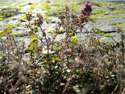 Breitblättriger Thymian (Thymus pulegioides) an der A620 in Alt-Saarbrücken photo