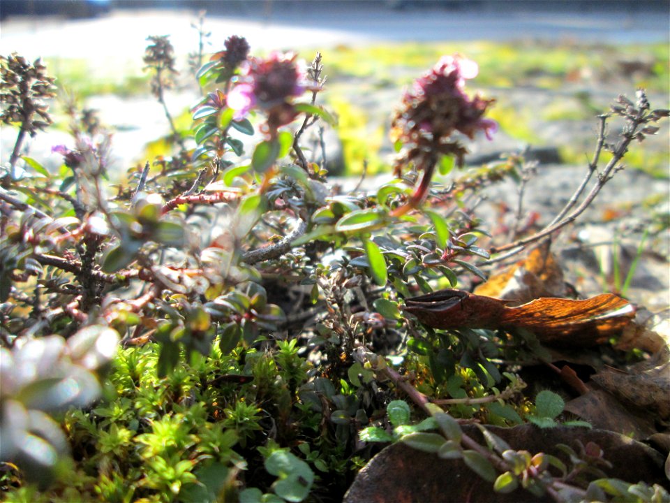 Breitblättriger Thymian (Thymus pulegioides) an der A620 in Alt-Saarbrücken