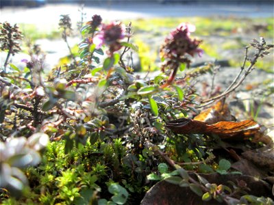 Breitblättriger Thymian (Thymus pulegioides) an der A620 in Alt-Saarbrücken