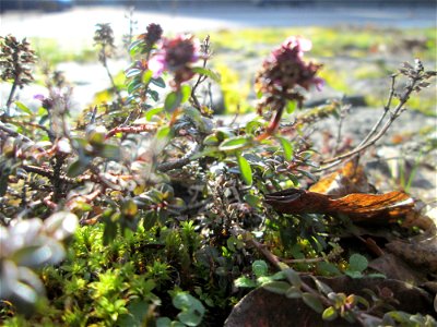 Breitblättriger Thymian (Thymus pulegioides) an der A620 in Alt-Saarbrücken photo