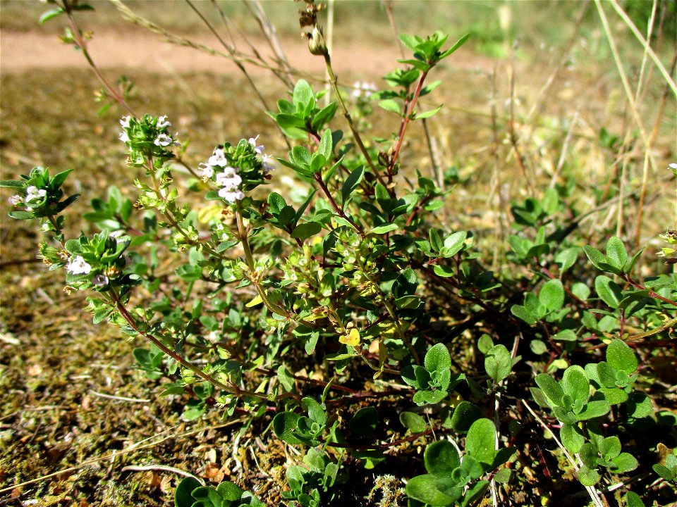 Breitblättriger Thymian (Thymus pulegioides) in einer Heidelandschaft in Brebach