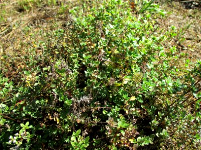 Breitblättriger Thymian (Thymus pulegioides) in einer Heidelandschaft in Brebach photo