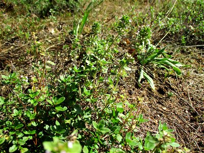 Breitblättriger Thymian (Thymus pulegioides) in einer Heidelandschaft in Brebach