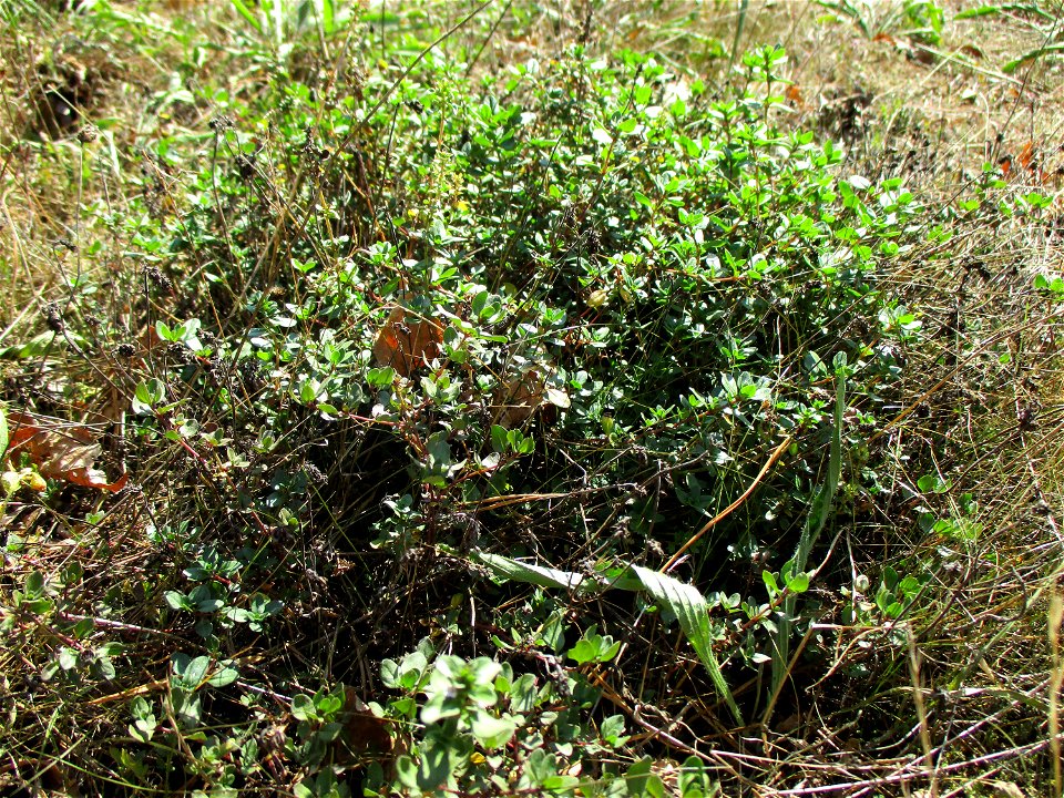Breitblättriger Thymian (Thymus pulegioides) in einer Heidelandschaft in Brebach