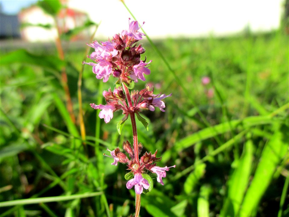 Breitblättriger Thymian (Thymus pulegioides) in Brebach
