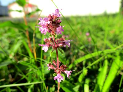 Breitblättriger Thymian (Thymus pulegioides) in Brebach