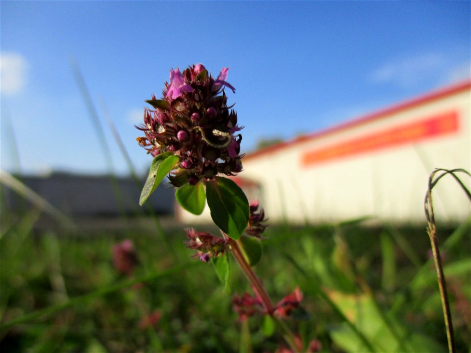 Breitblättriger Thymian (Thymus pulegioides) in Brebach