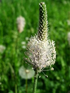 Mittlerer Wegerich (Plantago media) in Waghäusel
