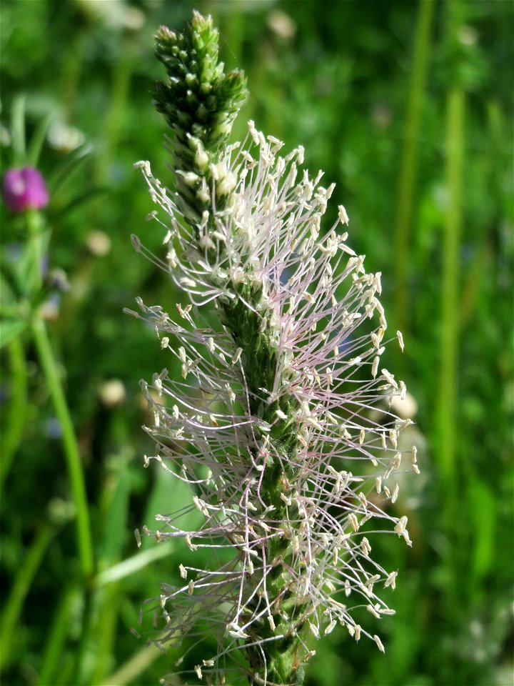 Mittlerer Wegerich (Plantago media) in Waghäusel