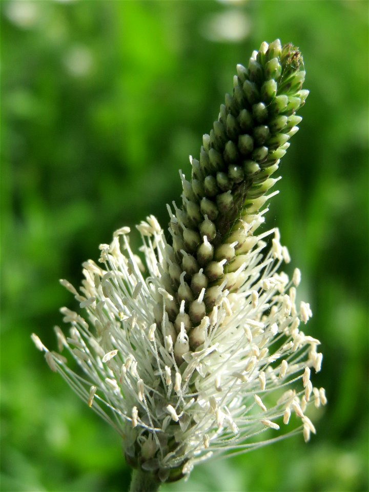 Mittlerer Wegerich (Plantago media) in Waghäusel