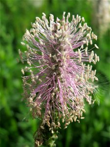 Mittlerer Wegerich (Plantago media) in Waghäusel