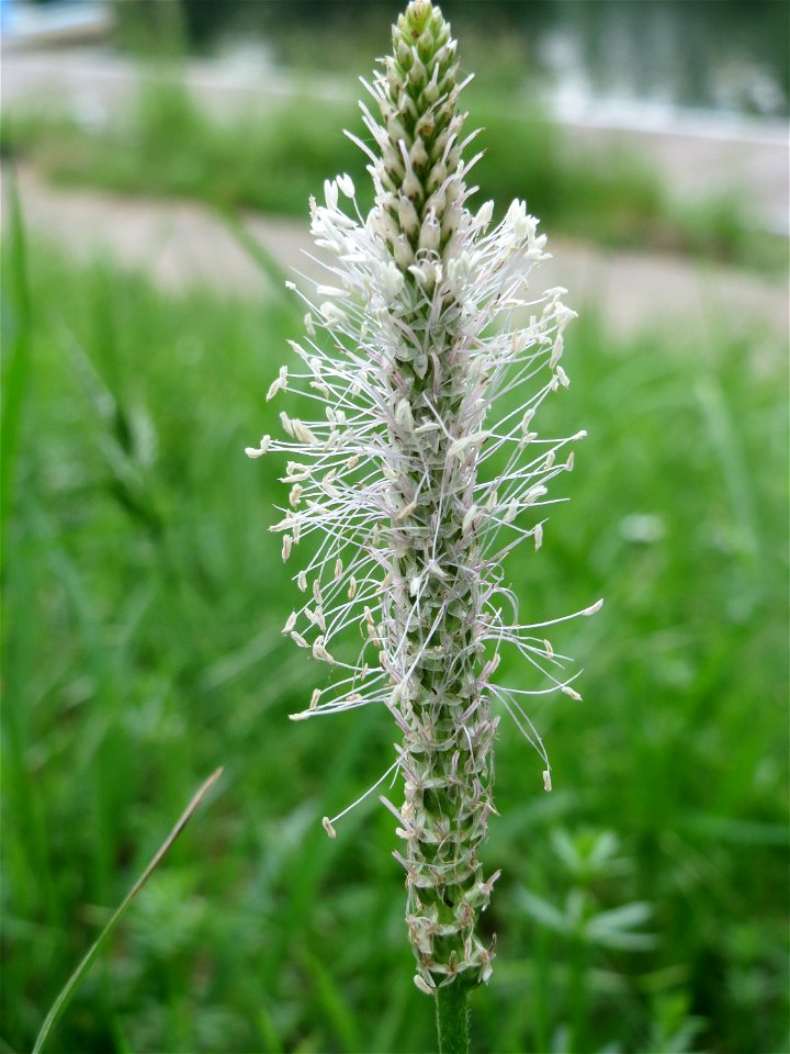 Mittlerer Wegerich (Plantago media) am Staden in Saarbrücken