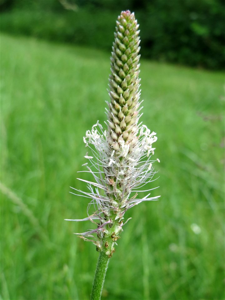 Mittlerer Wegerich (Plantago media) am Staden in Saarbrücken