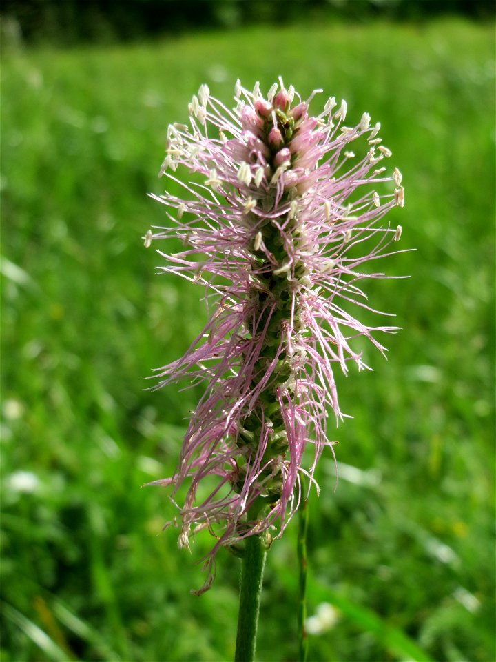 Mittlerer Wegerich (Plantago media) am Staden in Saarbrücken
