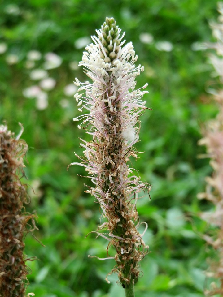 Mittlerer Wegerich (Plantago media) im Landesgartenschaupark Hockenheim