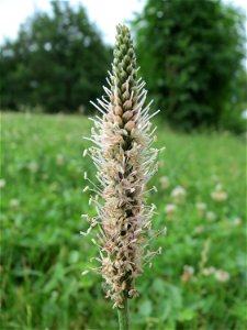 Mittlerer Wegerich (Plantago media) im Landesgartenschaupark Hockenheim