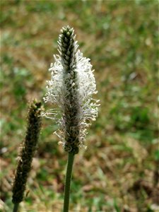 Mittlerer Wegerich (Plantago media) am Staden in Saarbrücken