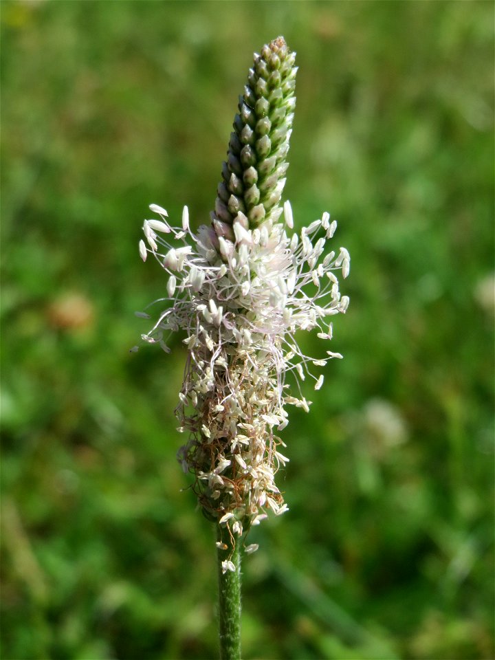 Mittlerer Wegerich (Plantago media) am Staden in Saarbrücken
