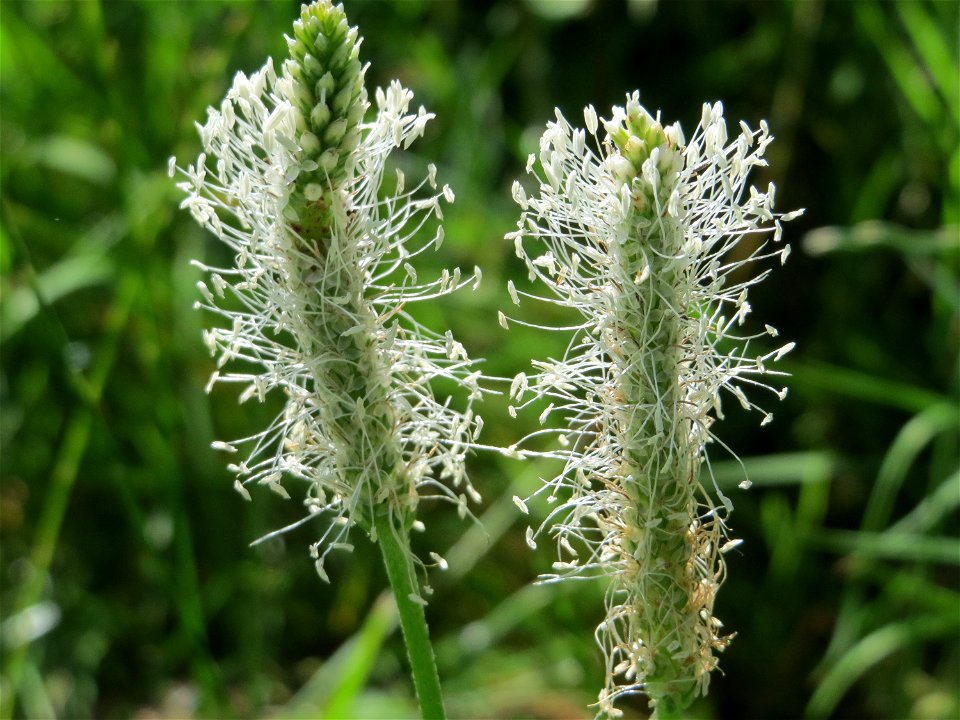 Mittlerer Wegerich (Plantago media) am Staden in Saarbrücken