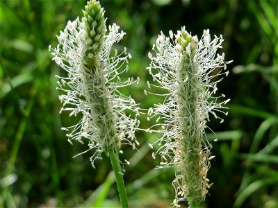Mittlerer Wegerich (Plantago media) am Staden in Saarbrücken