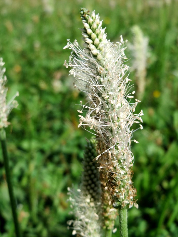 Mittlerer Wegerich (Plantago media) in Heidelberg