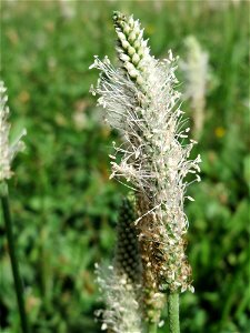 Mittlerer Wegerich (Plantago media) in Heidelberg