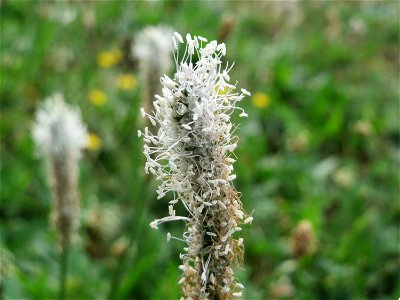 Mittlerer Wegerich (Plantago media) in Heidelberg