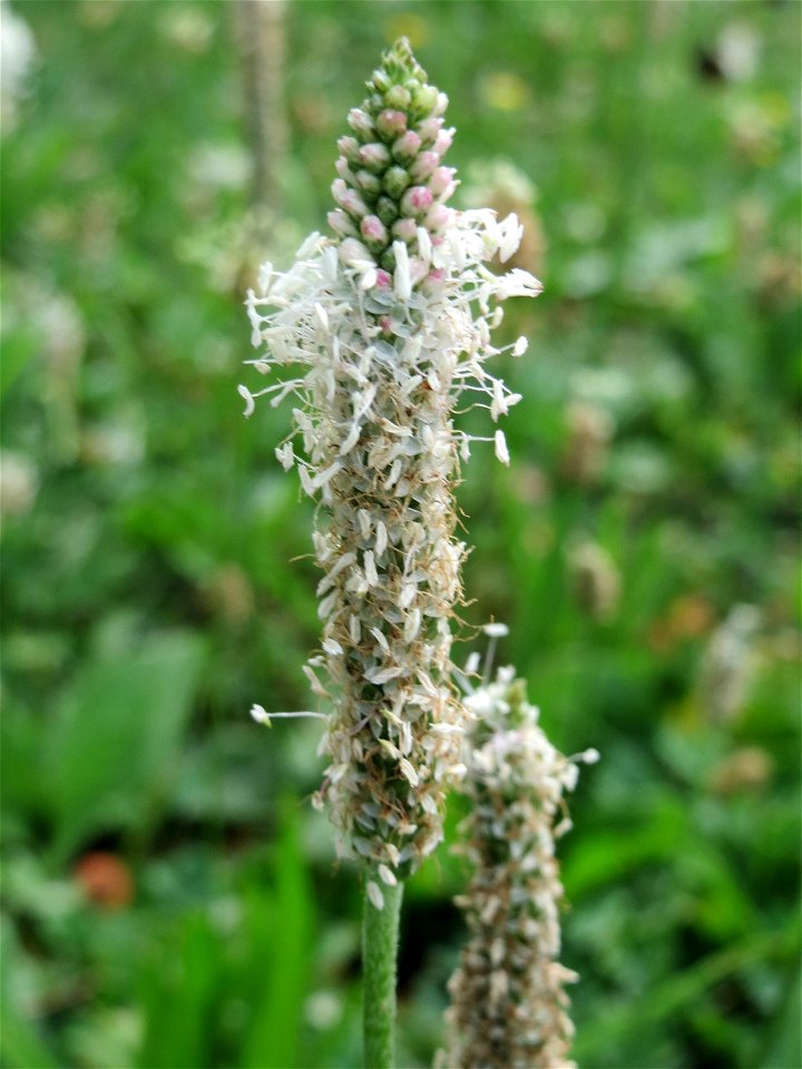 Mittlerer Wegerich (Plantago media) in Heidelberg